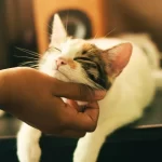 Understanding How CBD Oil Can Aid in Soothing Your Cat’s Digestive Issues